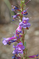 Penstemon pachyphyllus pachyphyllus