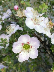 Leptospermum rotundifolium