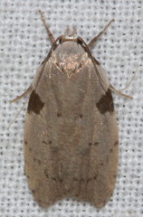 Zonopetala quadripustulella