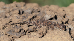 Agama aculeata distanti