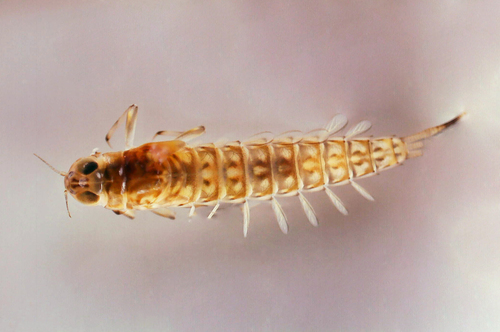 Elusive Comb Minnow Mayfly
