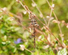 Austrocordulia refracta