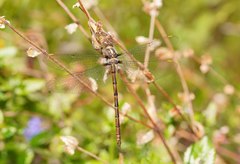 Austrocordulia refracta