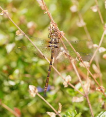 Austrocordulia refracta