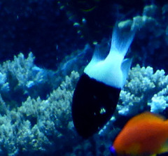 Pycnochromis dimidiatus