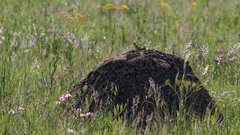 Agama aculeata distanti