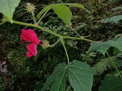 Hibiscus uncinellus