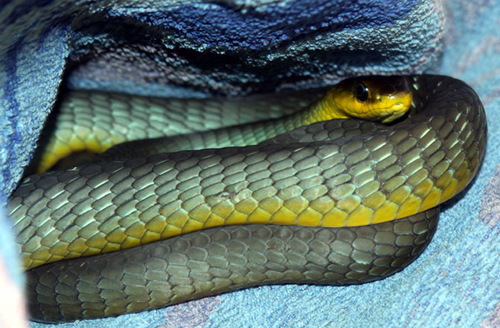 Common Tree Snake sighting