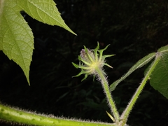 Hibiscus uncinellus