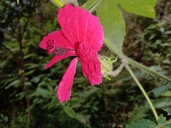 Hibiscus uncinellus