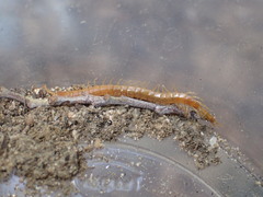 Scolopocryptops gracilis