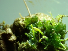 Anthoceros agrestis