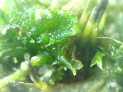Anthoceros agrestis