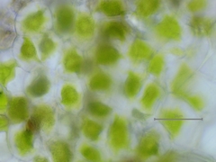 Anthoceros agrestis