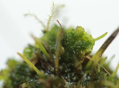 Anthoceros agrestis