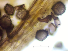 Anthoceros agrestis