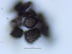 Anthoceros agrestis