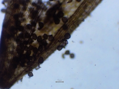 Anthoceros agrestis
