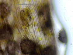 Anthoceros agrestis