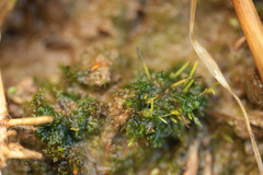 Anthoceros agrestis