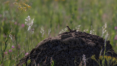 Agama aculeata distanti