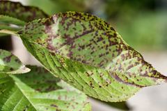 Wilsonomyces carpophilus