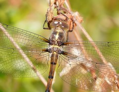 Austrocordulia refracta