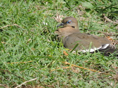 Zenaida asiatica