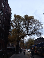 Ulmus