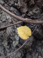 Ulmus