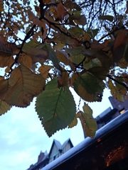 Ulmus