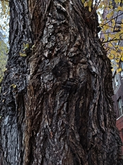 Ulmus