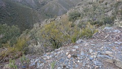 Hormiscium ericae