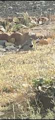 Colaptes auratus