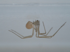 Spermophora senoculata