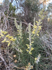 Persoonia saccata