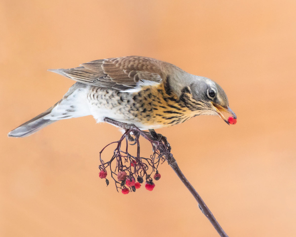 Foto de Fieldfare