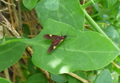 Rhynchopyga meisteri
