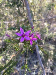Calytrix fraseri