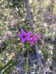 Calytrix fraseri