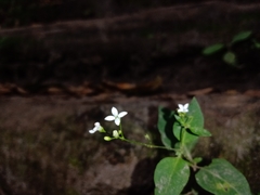 Oldenlandia microtheca