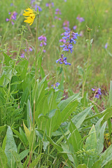 Penstemon watsonii