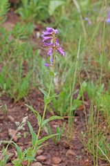 Penstemon watsonii