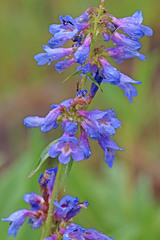 Penstemon watsonii