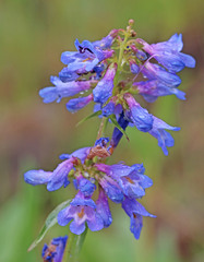 Penstemon watsonii