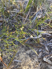 Corynotheca micrantha