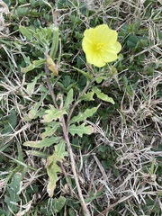 Oenothera humifusa