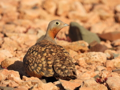 Black-Bellied Sandgrouse photo 2