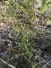 Corynotheca micrantha