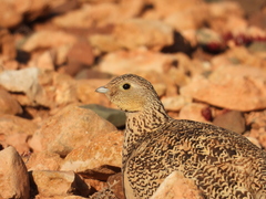 Black-Bellied Sandgrouse photo 3